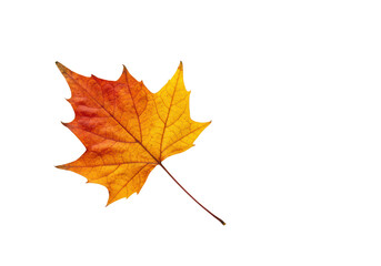 Perfectly preserved dry autumn leaf showcasing vibrant orange, deep red, yellow hues, intricate veins, flawless, flat-lay on transparent. Concept of natural beauty and seasonal change