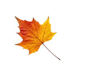 Perfectly preserved dry autumn leaf showcasing vibrant orange, deep red, yellow hues, intricate veins, flawless, flat-lay on transparent. Concept of natural beauty and seasonal change