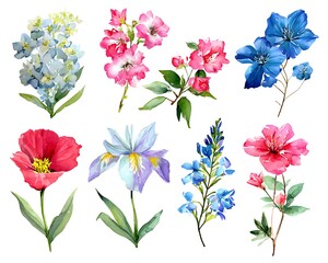 Vibrant watercolor illustrations of assorted spring and summer blooming flowers