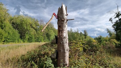 dead tree with axe and boots in the forest