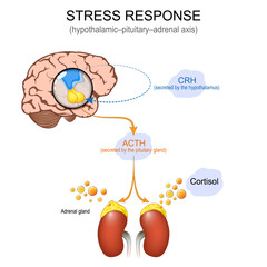 Stress response system. Hypothalamic pituitary adrenal axis. HPA axis