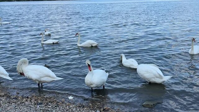 Swans on the river in Zemun District Belgrade, Serbia