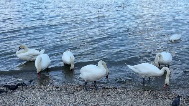 Swans on the river in Zemun District Belgrade, Serbia