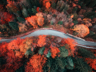 Aerial view of wet curvy road and forest with red and orange leaves in golden autumn in Italy. Top...