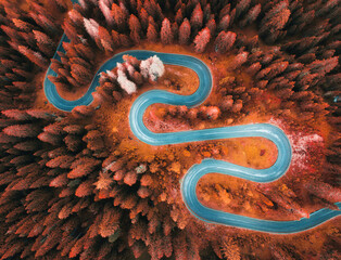 Aerial view of mountain curvy road and red forest in autumn. Dolomites, Italy. Top view of winding...