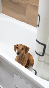 Brown dachshund dog sits in white bathtub next to patterned shower curtain