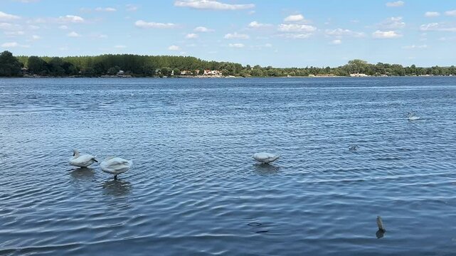 Swans on the river in Zemun District Belgrade, Serbia