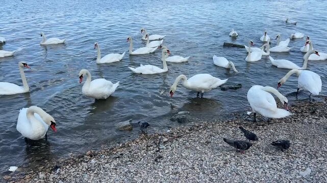 Swans on the river in Zemun District Belgrade, Serbia