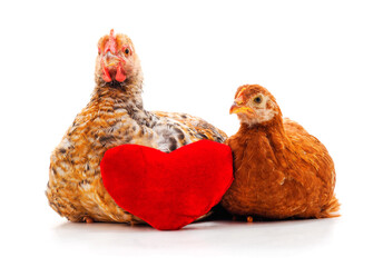 Two chickens with red heart on white background.