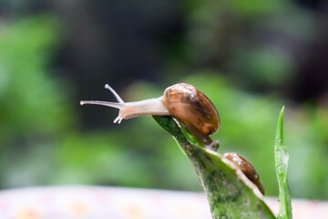 A brown garden snail with a beautiful shell slowly crawls across a green leaf
