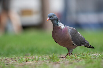 Wood Pigeon (Columba palumbus) foraging through the grass, the Netherlands