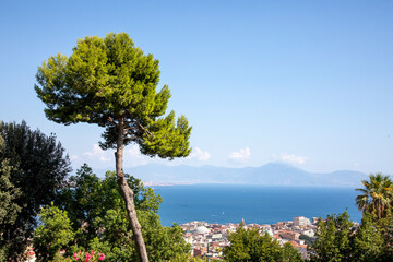 pine tree on the coast