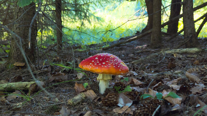 Fly agaric mushroom growing in the forest undergrowth