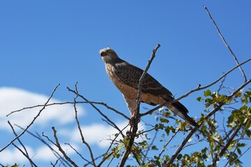 Weißbürzel-Singhabicht (Melierax canorus) im Etosha Nationalpark in Namibia