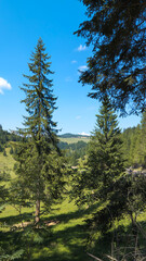 Majestic pine trees dominating a sunny mountain valley landscape