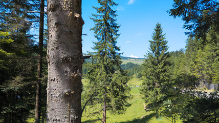 Scenic alpine valley and fir trees on a sunny summer day