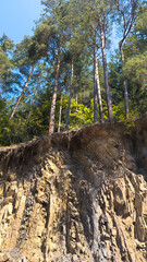 Pine trees growing on a cliff edge showing soil erosion and roots