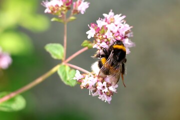 bumblebee on a flower