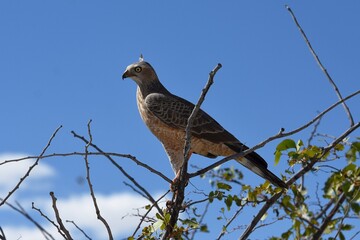 Weißbürzel-Singhabicht (Melierax canorus) im Etosha Nationalpark in Namibia