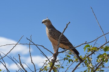 Weißbürzel-Singhabicht (Melierax canorus) im Etosha Nationalpark in Namibia