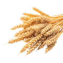 Golden Wheat Stalks Against Black Background - Harvest, Agriculture, Bakery