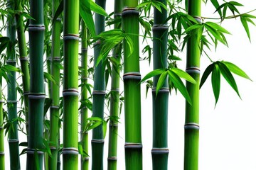 Naklejka premium Bamboo forest thrives in harmony, showcasing lush greenery under soft light in a quiet, serene atmosphere