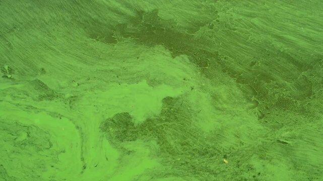 Green algae bloom on water surface, natural swirling patterns, abstract texture.