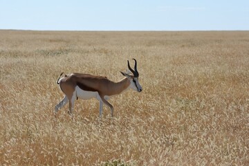 Springbock (antidorcas marsupialis) im Etoscha Nationalpark in Namibia