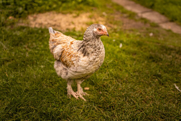 Elegant young chicken on green grass. Free range chicken at farm. 