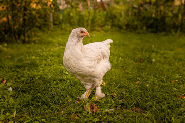 Elegant young chicken on green grass. Free range chicken at farm. 