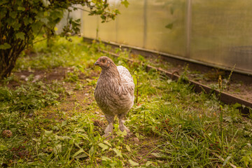 Elegant young chicken on green grass. Free range chicken at farm. 