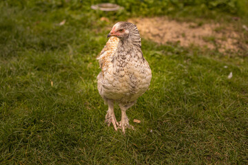 Elegant young chicken on green grass. Free range chicken at farm. 