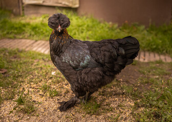 Elegant vibrant feathered chicken with a distinctive head crest, walking at farm field. Free range chicken at farm. 