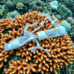 Discarded plastic is found entwined on a fragile coral colony in Lembe Strait, Indonesia. Plastics break down into tiny particles and detrimentally enter the marine food chain.