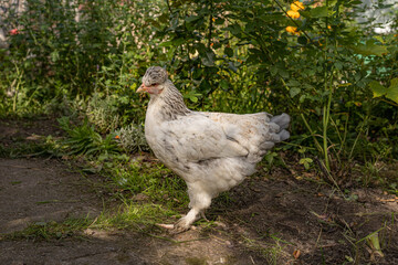 Elegant vibrant feathered chicken with a distinctive head crest, walking at farm field. Free range chicken at farm. 
