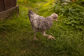 Elegant vibrant feathered chicken with a distinctive head crest, walking at farm field. Free range chicken at farm. 