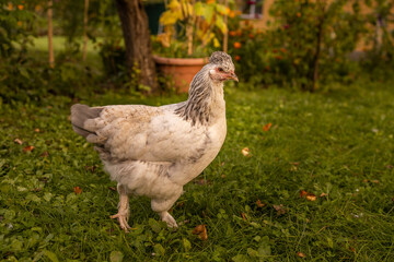 Elegant vibrant feathered chicken with a distinctive head crest, walking at farm field. Free range chicken at farm. 