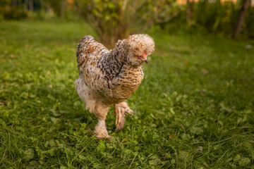 Elegant vibrant feathered chicken with a distinctive head crest, walking at farm field. Free range chicken at farm. 