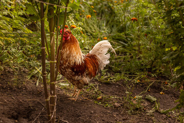 Elegant vibrant feathered chicken cock with a red comb. Free range chicken at farm. 