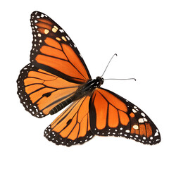 3D Illustration Orange Butterfly on White Background