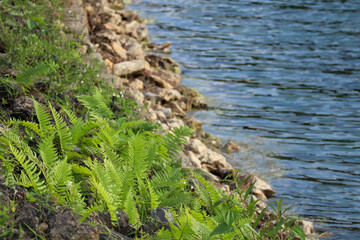 Green Fern Plants Growing Beside Rocky Riverside
