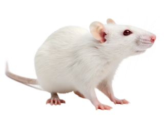 Laboratory White Rat Test Animal PNG Isolated Image