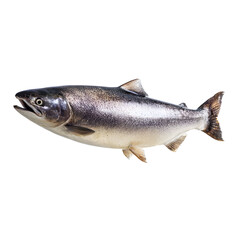 Naklejka premium Elegant close up of a salmon fish isolated against a stark black background