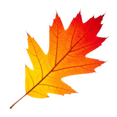 An oak leaf with gradient colors isolated on transparent background