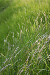 Close Up of Green Grass Field with Wild Meadow Plants