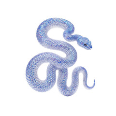 Fototapeta premium Mystical, spectral serpent with iridescent sapphire, silver, lavender skin, intricately patterned, gracefully undulating on a transparent studio background with ethereal glow, concept of ancient