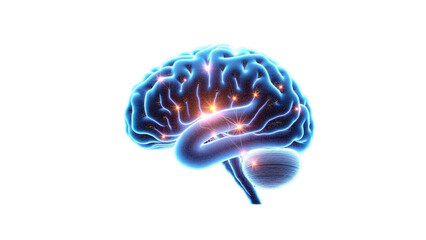 Digital illustration of a human brain with glowing neural connections  no background  