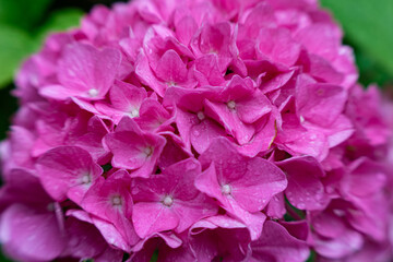 Blooming purple hydrangea in summer garden