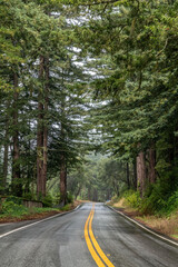 Sequoia sempervirens, family Cupressaceae (formerly treated in Taxodiaceae). coast redwood, coastal...