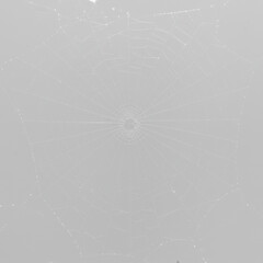 Obraz premium Ultra-realistic macro photo of an intricate Orb-weaver spider web, radial spokes, precise capture spiral, transparent background, direct top-down, shadowless studio light, concept of natural